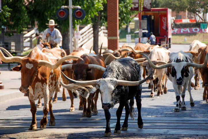 Cattle stockyards in Fort Worth